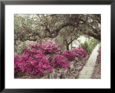 Pink Rhododendron Bushes At Chandor Gardens by John Dominis Pricing Limited Edition Print image
