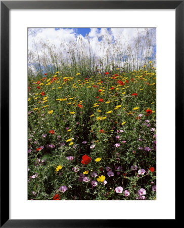 April Spring Flowers, Near Aidone, Central Area, Island Of Sicily, Italy, Mediterranean by Richard Ashworth Pricing Limited Edition Print image