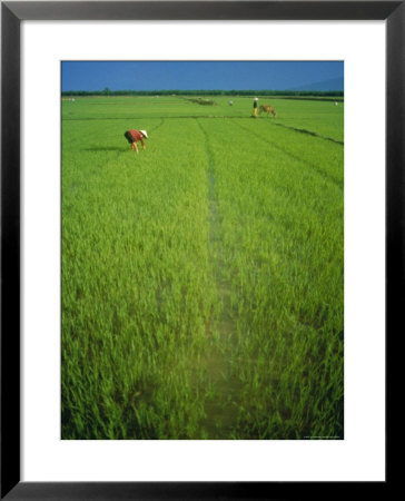Rice Paddy Fields, Lang Co, Vietnam by Tim Hall Pricing Limited Edition Print image