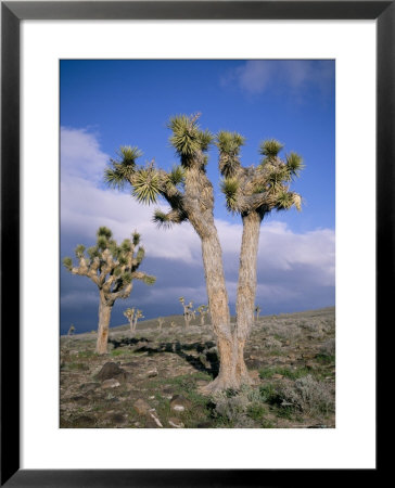 Joshua Trees Near Death Valley, Joshua Tree National Park, California, Usa by Roy Rainford Pricing Limited Edition Print image