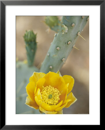 Prickly Pear Cactus In Bloom, Arizona-Sonora Desert Museum, Tucson, Arizona, Usa by John & Lisa Merrill Pricing Limited Edition Print image