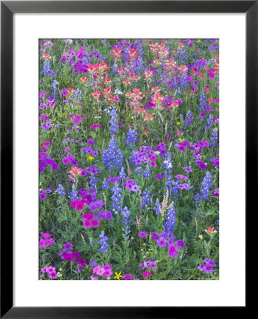 Phlox, Blue Bonnets And Indian Paintbrush Near Brenham, Texas, Usa by Darrell Gulin Pricing Limited Edition Print image