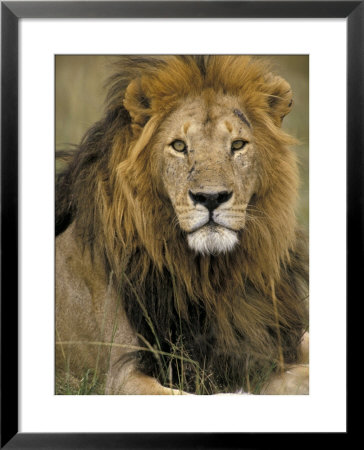 Portrait Of A Lion, Kenya by Art Wolfe Pricing Limited Edition Print image