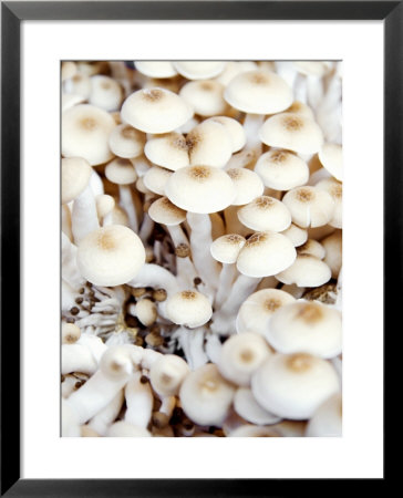 Enokitake Mushrooms by Ming Tang-Evans Pricing Limited Edition Print image