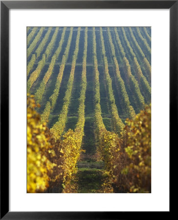 Vineyard Of Oremus Winery, Tolcsva, Hungary by Herbert Lehmann Pricing Limited Edition Print image