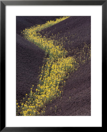 Yellow Flowers Follow Streambed In Painted Hills National Monument, Oregon, Usa by Darrell Gulin Pricing Limited Edition Print image