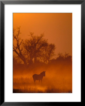Burchell's Zebra At Sunset, Okavango Delta, Botswana by Pete Oxford Pricing Limited Edition Print image