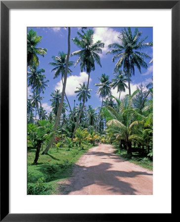 Palm Tree Lined Road Of L'union Estate Plantation, Seychelles by Nik Wheeler Pricing Limited Edition Print image
