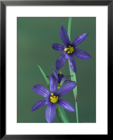 Blue Eyed Grass, Clarkston, Michigan, Usa by Claudia Adams Pricing Limited Edition Print image