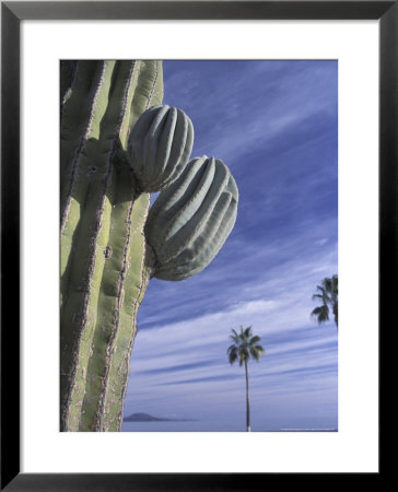 Cactus And Palm Tree On The Beach, Loretto, Baja, Mexico by Cindy Miller Hopkins Pricing Limited Edition Print image