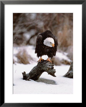 Bald Eagle Preserve, Chilkat, Alaska, Usa by Dee Ann Pederson Pricing Limited Edition Print image