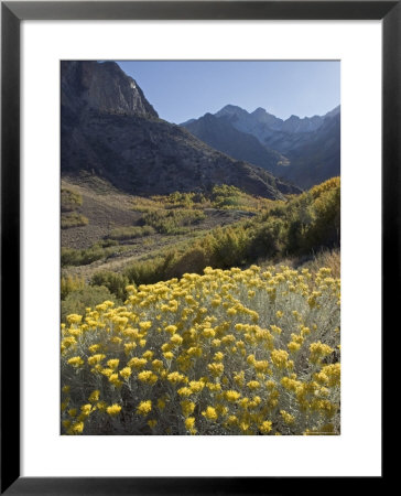 Fall Colors At Mcgee Creek Near Mammoth Lakes, California by Rich Reid Pricing Limited Edition Print image