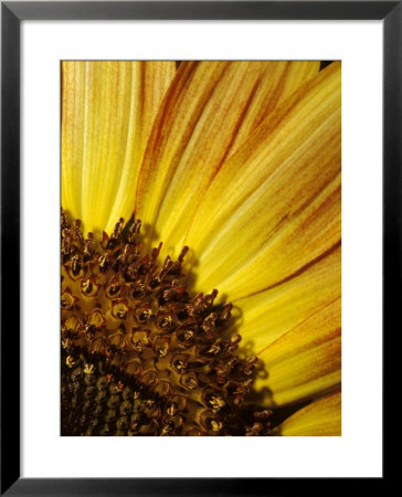 The Vibrant Golden Yellow Of A Sunflower Petal And Stamen Detail, North Carlton, Australia by Jason Edwards Pricing Limited Edition Print image
