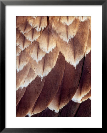 Close Up Of The Feathers Of A Black Kite by Jason Edwards Pricing Limited Edition Print image