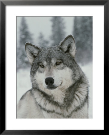 Portrait Of A Beautiful Gray Wolf, Canis Lupus, In The Snow by Jim And Jamie Dutcher Pricing Limited Edition Print image