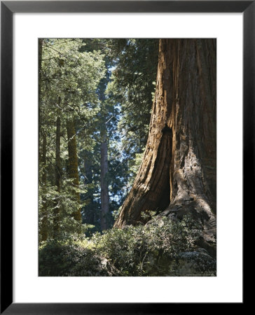 Base Of A Sequoia Tree In Sequoia National Park by Marc Moritsch Pricing Limited Edition Print image