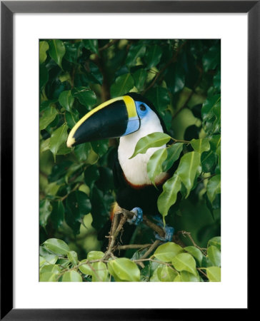 Colorful Cuviers Toucan Sitting In A Fig Tree by Steve Winter Pricing Limited Edition Print image
