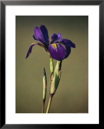 Close View Of A Wild Blue Flag Iris by Raymond Gehman Pricing Limited Edition Print image