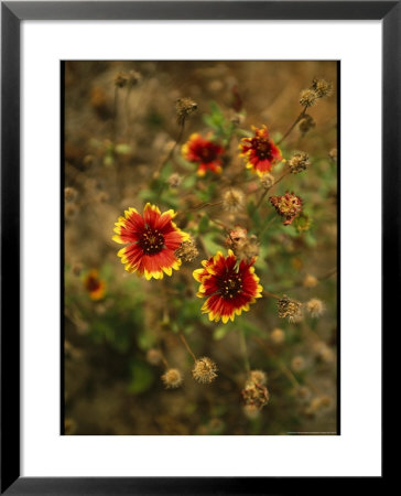 Clump Of Fire Wheel Flowers In Bloom by Raymond Gehman Pricing Limited Edition Print image