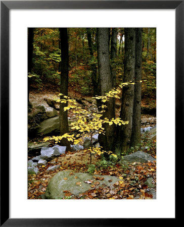 Woodland View At Long Branch Nature Center by Rex Stucky Pricing Limited Edition Print image