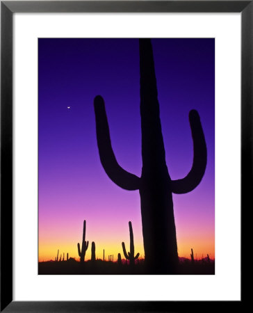 Sonoran Desert At Twilight With Saguaro Cacti And Crescent Moon, Saguaro National Monument, Arizona by Ralph Lee Hopkins Pricing Limited Edition Print image