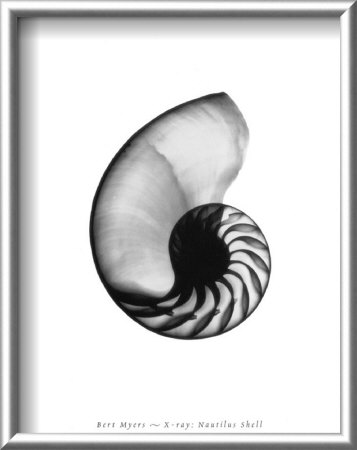 Nautilus Shell by Bert Myers Pricing Limited Edition Print image
