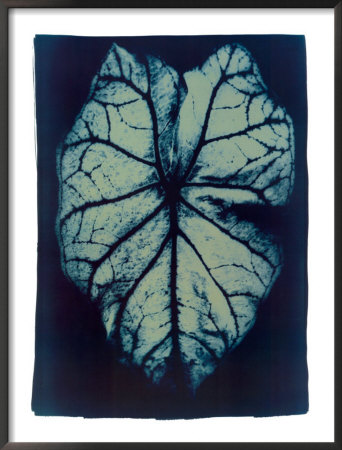 Leaf Study #1, 2002 by Thomas Hager Pricing Limited Edition Print image