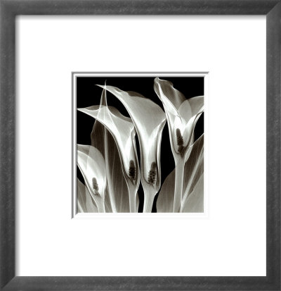 Four Callas No. 3 by Steven N. Meyers Pricing Limited Edition Print image
