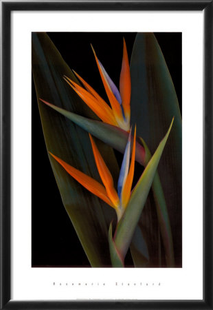 Bird Of Paradise by Rosemarie Stanford Pricing Limited Edition Print image