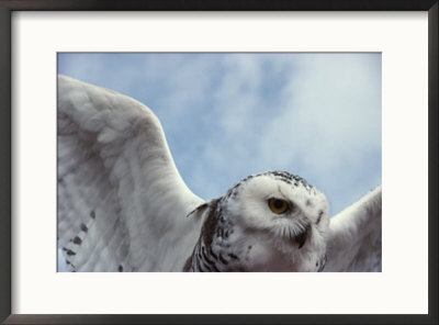 Close View Of A Snowy Owl In Flight by Paul Nicklen Pricing Limited Edition Print image