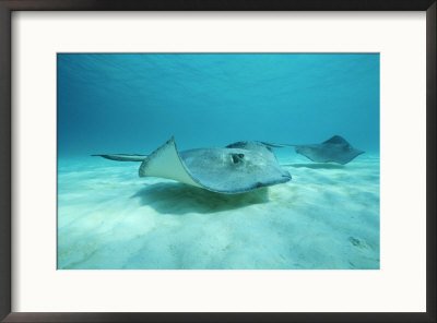 A Pair Of Southern Stingrays Swim Over Ocean Floor by Raul Touzon Pricing Limited Edition Print image