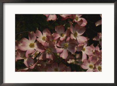 A Cascade Of Pink Dogwood Blossoms In Early Spring by Stephen St. John Pricing Limited Edition Print image