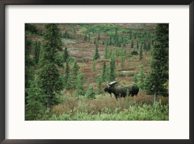 An Alaskan Moose Forages In A Field by Michael S. Quinton Pricing Limited Edition Print image
