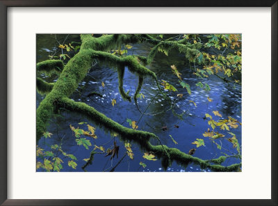 Moss-Covered Tree Limb Over Creek by Joel Sartore Pricing Limited Edition Print image