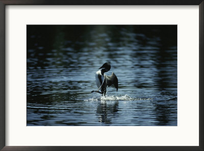 A Loon Appears To Be Shaking Water From Its Plumage by Michael S. Quinton Pricing Limited Edition Print image