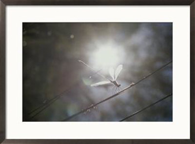 Dragonfly On Reed by Jason Edwards Pricing Limited Edition Print image