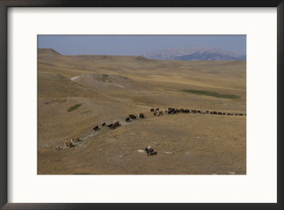 Cattle Drive In Montana by Annie Griffiths Belt Pricing Limited Edition Print image