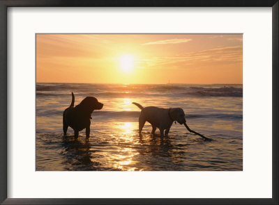 Labrador Retrievers Play In The Water At Sunset by Roy Toft Pricing Limited Edition Print image