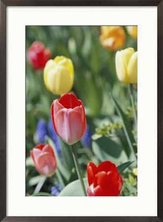 Spring Flowers, Tulips, Late April, Massachusetts by Darlyne A. Murawski Pricing Limited Edition Print image