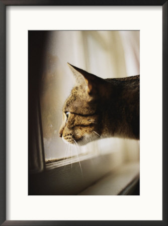 A Profile Of A Tabby Cat by Stephen St. John Pricing Limited Edition Print image