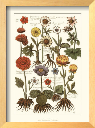 Botanicals (Crocii) by Johann Theodore De Bry Pricing Limited Edition Print image