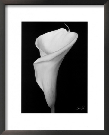 Arum Lily Iii by Bruce Rae Pricing Limited Edition Print image