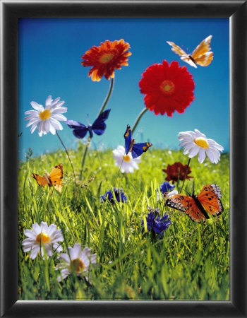 Flowers & Butterflies by Florian Kleinefenn Pricing Limited Edition Print image