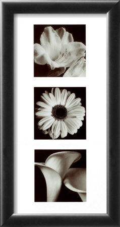 Flower Panel Ii by Bill Philip Pricing Limited Edition Print image