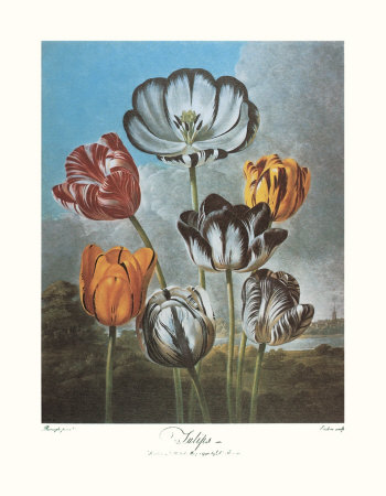 Group Of Tulips by Dr. Robert J. Thornton Pricing Limited Edition Print image