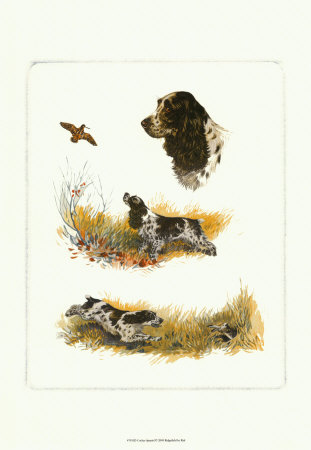 Cocker Spaniel by Rial Pricing Limited Edition Print image