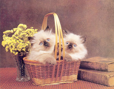 Kittens In Basket by Dick Dietrich Pricing Limited Edition Print image