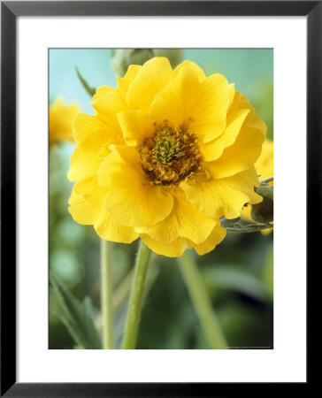 Lady Stratheden, Close-Up Of Yellow Flower by Chris Burrows Pricing Limited Edition Print image