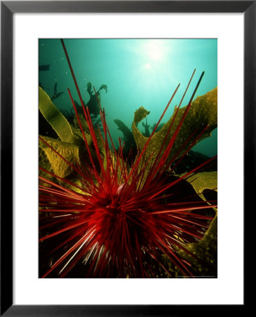 Sea Urchin, New Zealand by Tobias Bernhard Pricing Limited Edition Print image