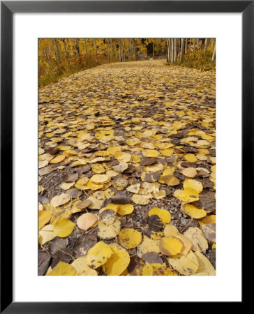 Path Covered With Bright Yellow Colored Apsen Leaves During Fall, Usa by Daniel Cox Pricing Limited Edition Print image